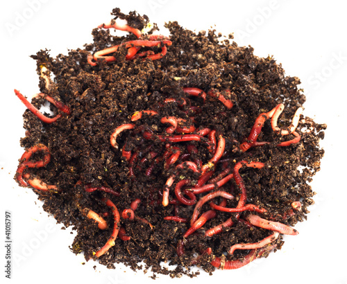 Photo: red worms in compost - bait for fishing red worms in compost - bait for fishing