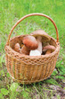 Mushrooms in basket on grass