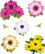Collection of five Daisies