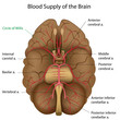 Blood supply of the brain, eps10