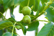 Green walnuts growing on a tree, close up Green walnuts growing on a tree, close up