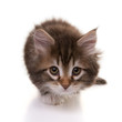 portrait of sneaking siberian kitten on white background