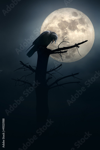Photo: Night of the crows Night of the crows
