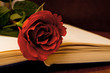 Red rose and book