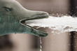 Dolphin fountain