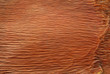 bark texture of palm tree