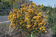 Carquesa en flor, genista tridentata