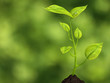 Growing life
