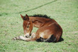 Foal in a field Foal in a field