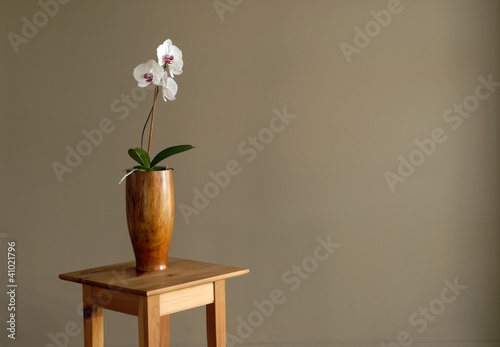 Photo: White Orchid White Orchid