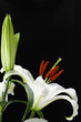 Madonna lily 百合