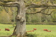 Chêne et vaches