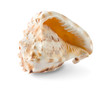 Seashell
