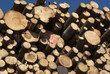 Cut timber logs