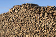Pile of wood logs