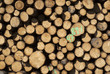 Spruce wood wall