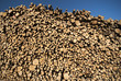 Sky blue spruce stack