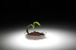 Small green plant on the table