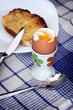 soft boiled egg