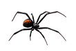 Spider, Redback or Black Widow,  isolated on white