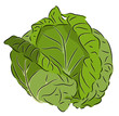 Cabbage