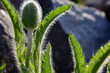Mohnknospe im Gegenlicht