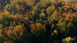 Autumn trees