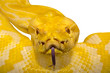 Yellow python