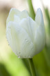 Photo: White tulip White tulip