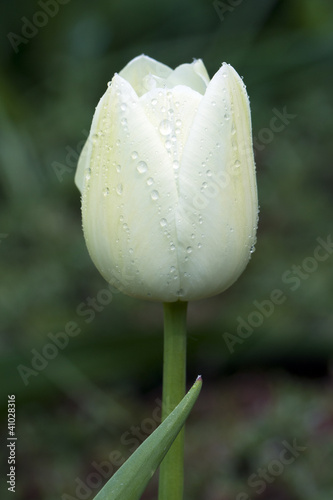 Photo: White tulip with waterdrops White tulip with waterdrops