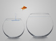 Photo: goldfish moving to a better and bigger house goldfish moving to a better and bigger house
