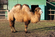 two-humped camel