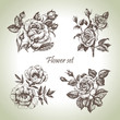 Floral set. Hand drawn illustrations of roses