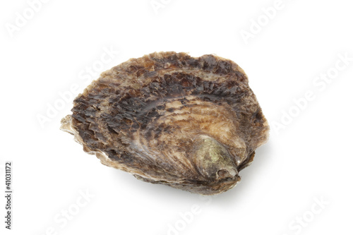 Photo: Single closed fresh European flat oyster Single closed fresh European flat oyster