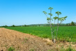 Countryside View of Furrowed Farmland with small fig