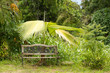 bench in tropical garden