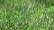 grass