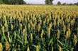Hirsefeld Sorghum