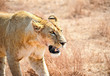 lioness in the wild, Africa, Kenya lioness in the wild, Africa, Kenya