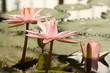Peach Glow water lilies