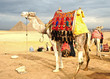 camel in front of pyramid ,Egypt camel in front of pyramid ,Egypt