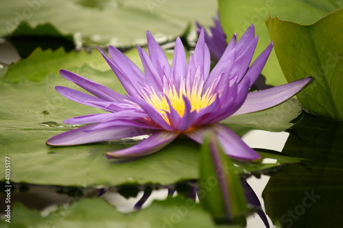 Photo: violet water lily violet water lily