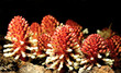 Wild Flowers of Doi Inthanon Wild Flowers of Doi Inthanon