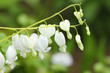Weiße Herzblume