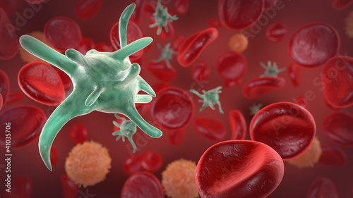Illustration: Makrophage im Blut Makrophage im Blut