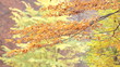 Branches With Autumn Leaves Swaying Gently With The Wind