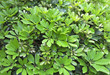 fresh spring leaves - background