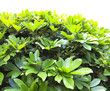 hedge