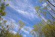 Spring sky