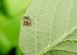 Foto: tick in restin position, leaf tick in restin position, leaf